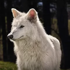 Revivieron a un lobo extinto hace 10.000 años y científicos advierten sobre riesgos ecológicos: “Ya no existe su hábitat ni sus presas”