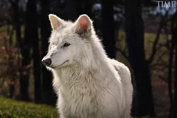 Revivieron a un lobo extinto hace 10.000 años y científicos advierten sobre riesgos ecológicos: “Ya no existe su hábitat ni sus presas”