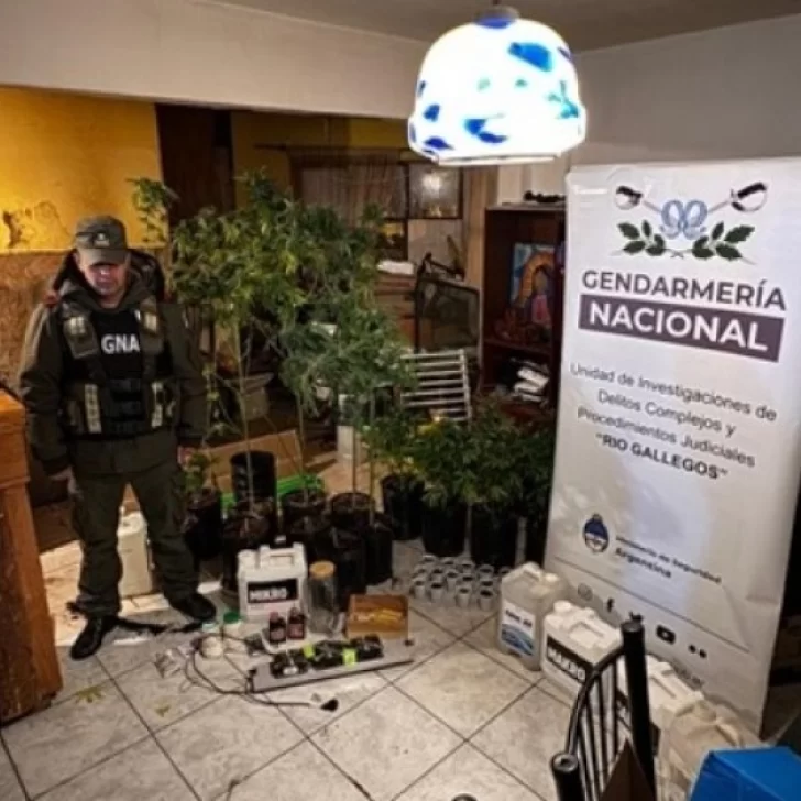 Atraparon a un hombre que cultivaba y vendía marihuana en el barrio 225 Departamentos de Río Gallegos