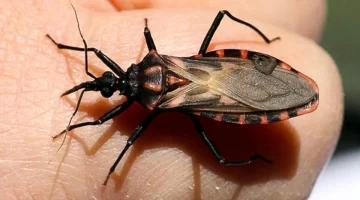 Especialistas del CONICET encontraron una alternativa para tratar el Chagas crónico