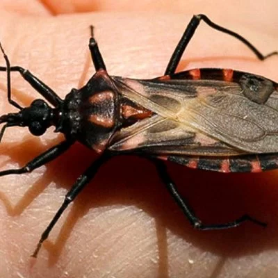 Especialistas del CONICET encontraron una alternativa para tratar el Chagas crónico Especialistas del CONICET encontraron una alternativa para tratar el Chagas crónico