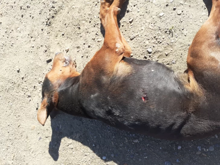 El perro recibió una puñalada y murió. El perro recibió una puñalada y murió.