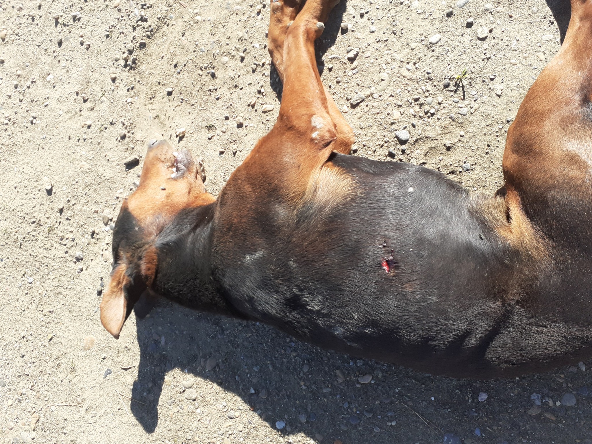  El perro recibió una puñalada y murió.
