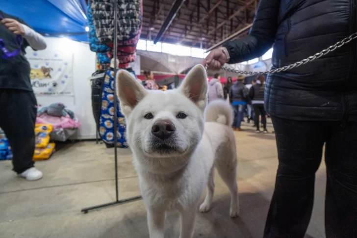 Gran participación en la octava edición de la Expo Animal