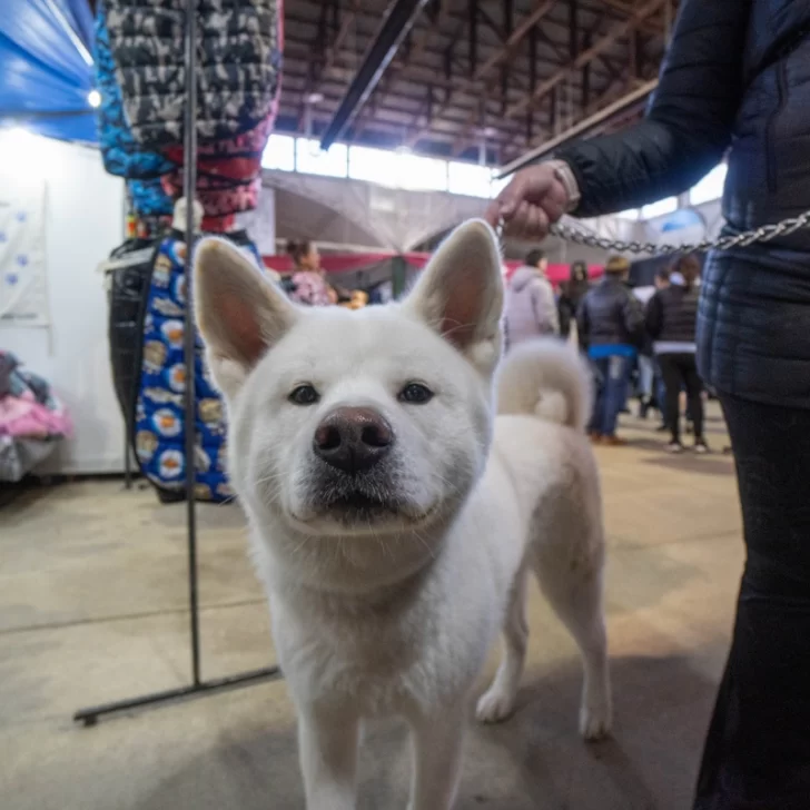 Gran participación en la octava edición de la Expo Animal