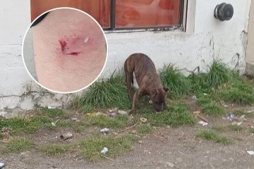 Vecinos denuncian reiterados ataques de dos perros sueltos cerca de la Autovía: “El dueño no se hace cargo”