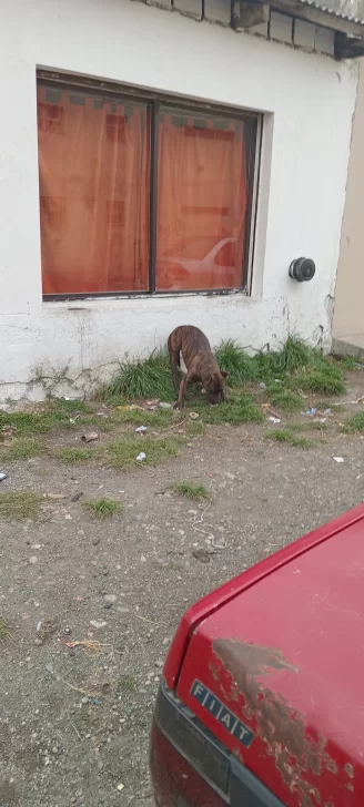 Vecinos denuncian reiterados ataques de dos perros sueltos cerca de la Autovía: “El dueño no se hace cargo” Vecinos denuncian reiterados ataques de dos perros sueltos cerca de la Autovía: “El dueño no se hace cargo”
