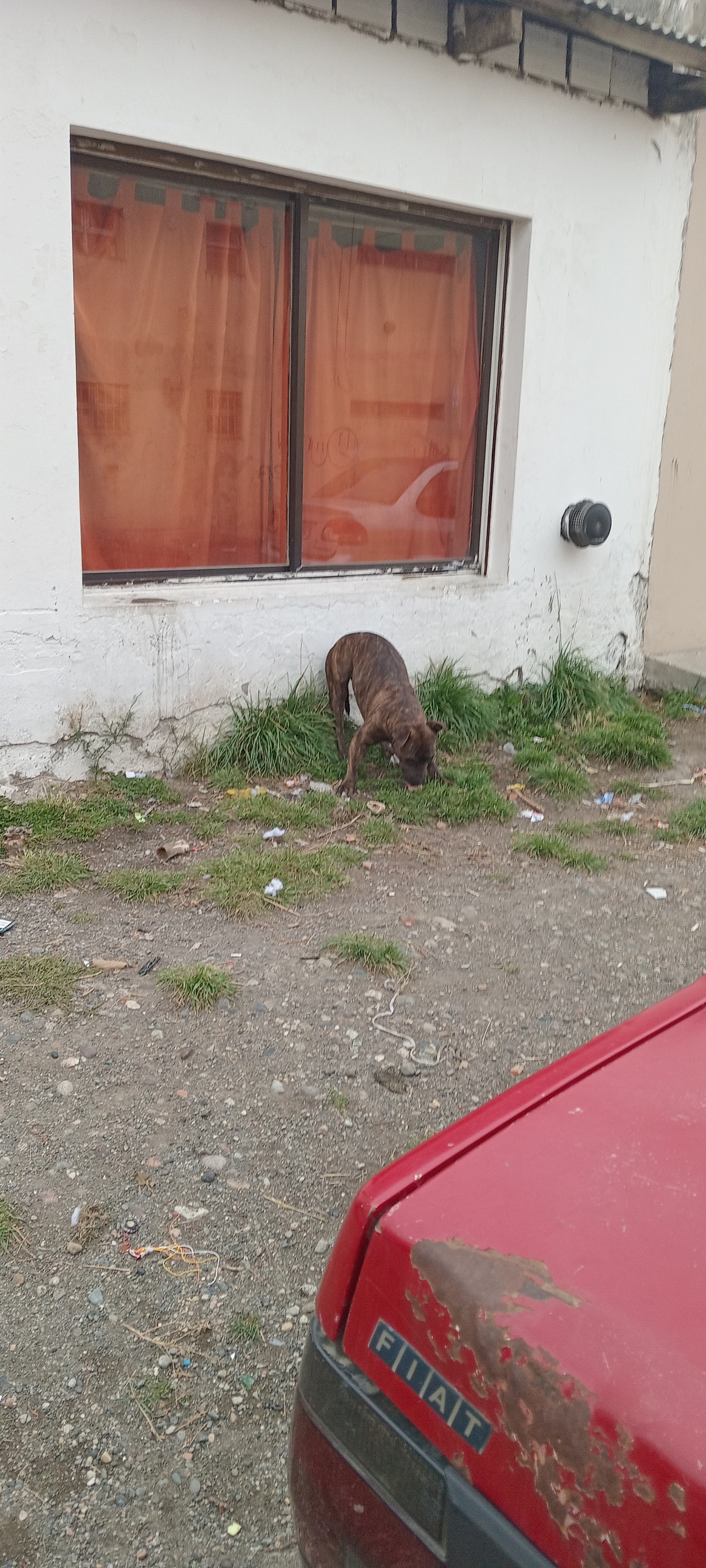 Vecinos denuncian reiterados ataques de dos perros sueltos cerca de la Autovía: &#8220;El dueño no se hace cargo&#8221;
