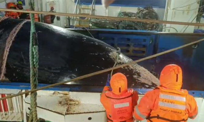 Buque pesquero chileno mató a una ballena jorobada en faena de krill