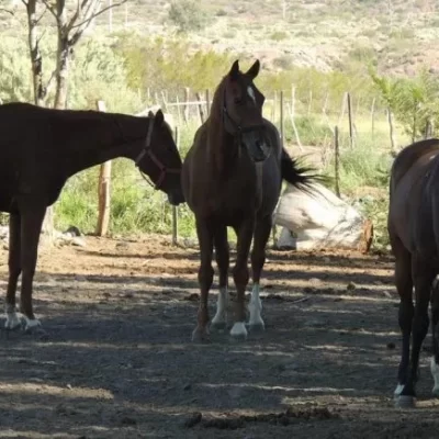 Investigan la muerte de un bebé de un año y medio: sus tíos aseguran que lo pateó un caballo