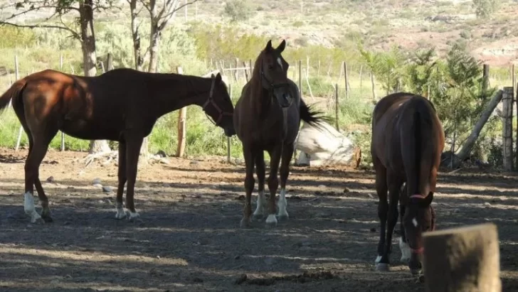 Investigan la muerte de un bebé de un año y medio: sus tíos aseguran que lo pateó un caballo