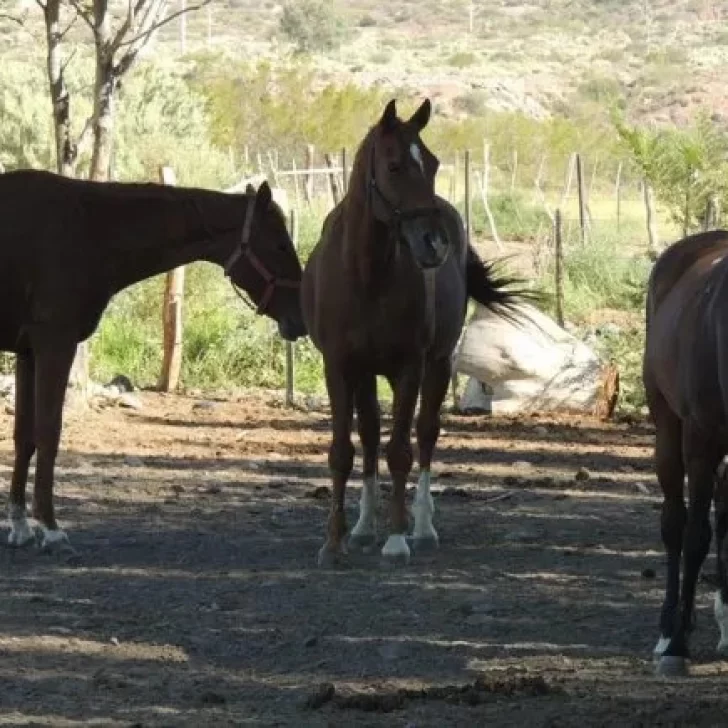 Investigan la muerte de un bebé de un año y medio: sus tíos aseguran que lo pateó un caballo
