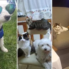 Sorteo por el Día del Animal: mandá la foto de tu mascota y ganá el alimento balanceado para hacerla feliz