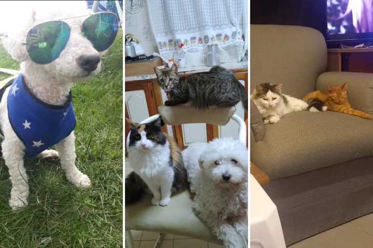 Sorteo por el día del animal: mandá la foto de tu mascota y ganá el alimento balanceado para hacerlo feliz