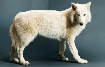 Lobo terrible: ¿realmente regresó una especie extinta?