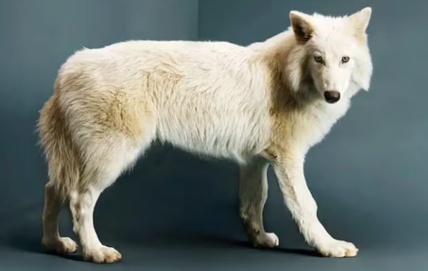Lobo terrible: ¿realmente regresó una especie extinta?