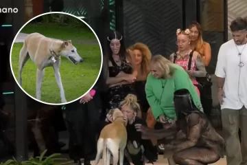 La triste historia de Paris, la nueva perrita de Gran Hermano: “La abandonaron estando embarazada” 