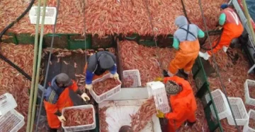 Se destacó la importancia del Golfo San Jorge para el langostino