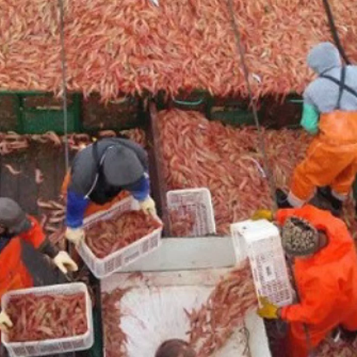 Se destacó la importancia del Golfo San Jorge para el langostino