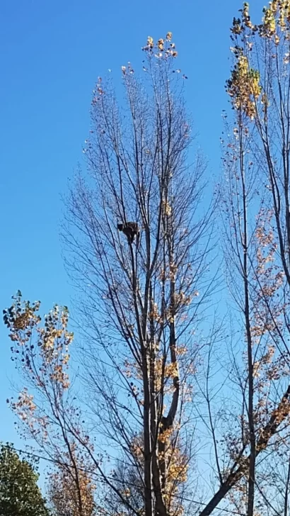 Video. Un puma apareció en un árbol de una vivienda en Neuquén: amplio operativo para bajarlo