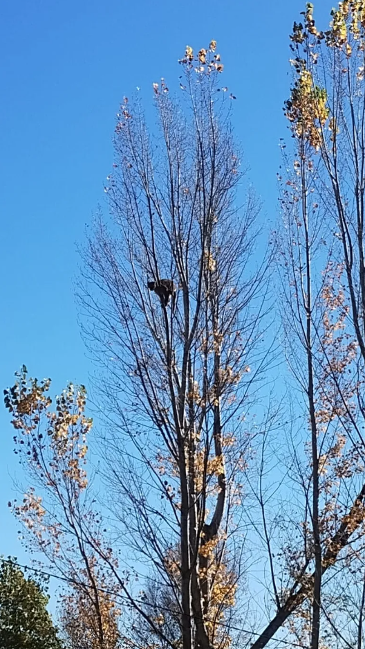 Video. Un puma apareció en un árbol de una vivienda en Neuquén: amplio operativo para bajarlo