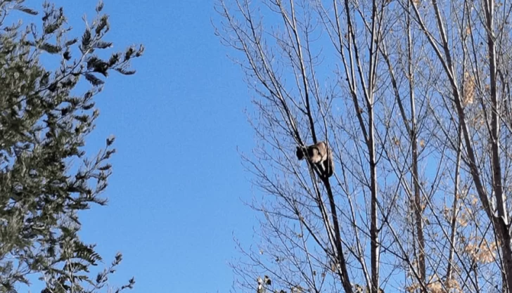 Video. Un puma apareció en un árbol de una vivienda en Neuquén: amplio operativo para bajarlo