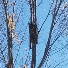 Video. Un puma apareció en un árbol de una vivienda en Neuquén: amplio operativo para bajarlo