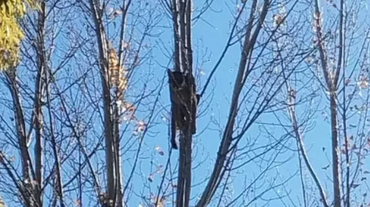 Video. Un puma apareció en un árbol de una vivienda en Neuquén: amplio operativo para bajarlo