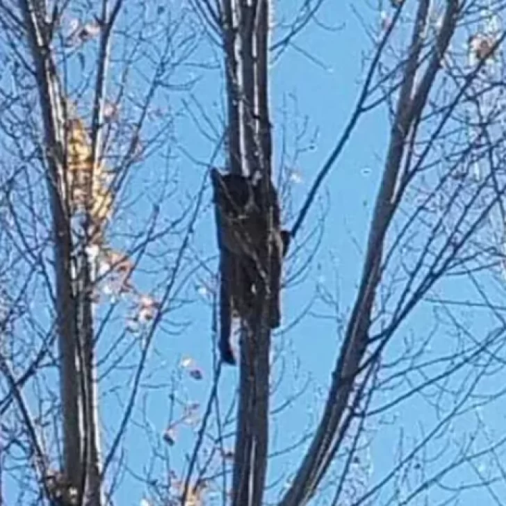 Video. Un puma apareció en un árbol de una vivienda en Neuquén: amplio operativo para bajarlo