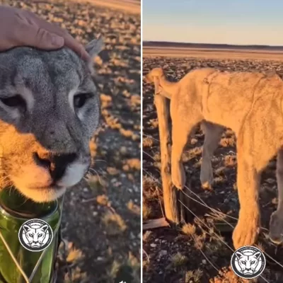Crueldad animal en Santa Cruz: encontraron un puma muerto y atado como “trofeo” en la Ruta 40