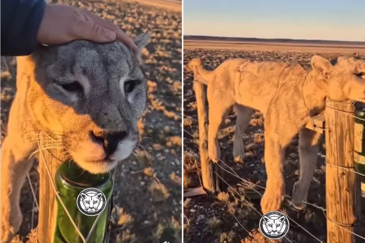 Crueldad animal en Santa Cruz: encontraron un puma muerto y atado como “trofeo” en la Ruta 40
