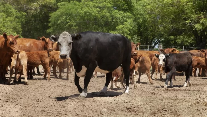 Barrera sanitaria: Patagonia redobló la apuesta y va por todo el país