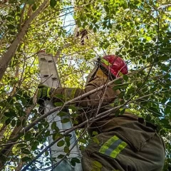 Bomberos de Caleta Olivia rescataron a un gatito que estaba en la copa de un árbol