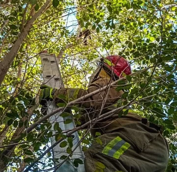Bomberos de Caleta Olivia rescataron a un gatito que estaba en la copa de un árbol