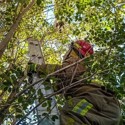 Bomberos de Caleta Olivia rescataron a un gatito que estaba en la copa de un árbol