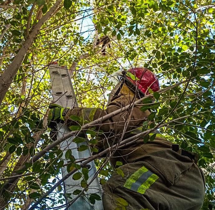 Bomberos de Caleta Olivia rescataron a un gatito que estaba en la copa de un árbol
