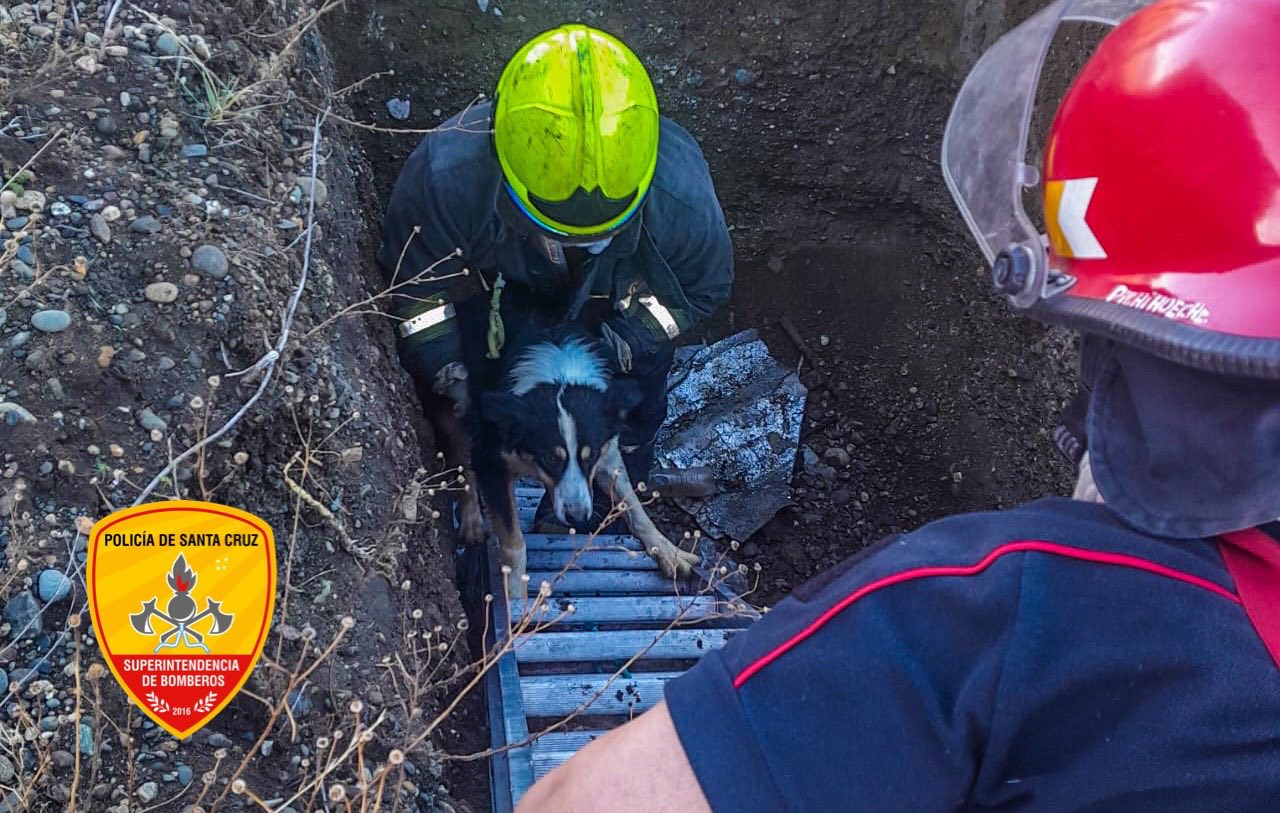 En Río Gallegos: rescataron a un perro que cayó a un pozo de cuatro metros