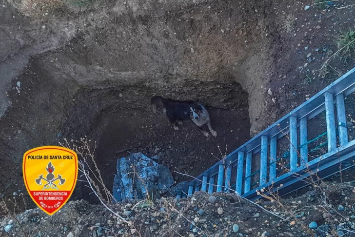 En Río Gallegos: rescataron a un perro que cayó a un pozo de cuatro metros