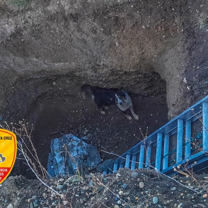 En Río Gallegos: rescataron a un perro que cayó a un pozo de cuatro metros
