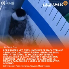 Los primeros Macá tobianos criados en cautiverio ya nadan en libertad