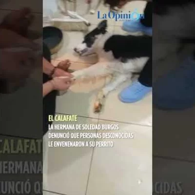 Luego de incendiarle la camioneta, envenenaron al perro de la hermana de Soledad Burgos