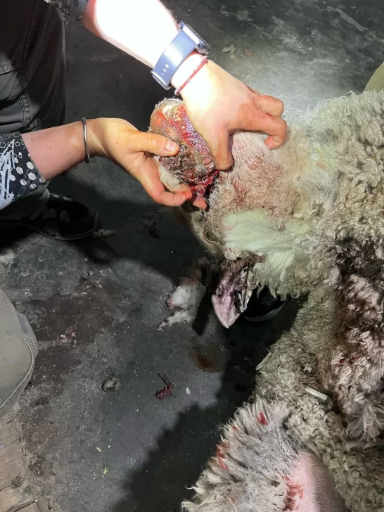Imágenes sensibles: jauría atacó a 36 ovejas en estancia Güer Aike