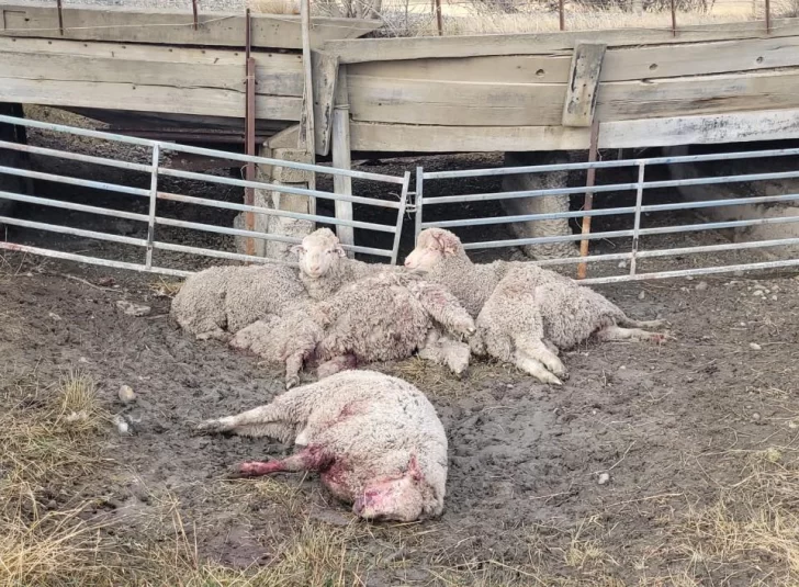 Imágenes sensibles: jauría atacó a 36 ovejas en estancia Güer Aike Imágenes sensibles: jauría atacó a 36 ovejas en estancia Güer Aike