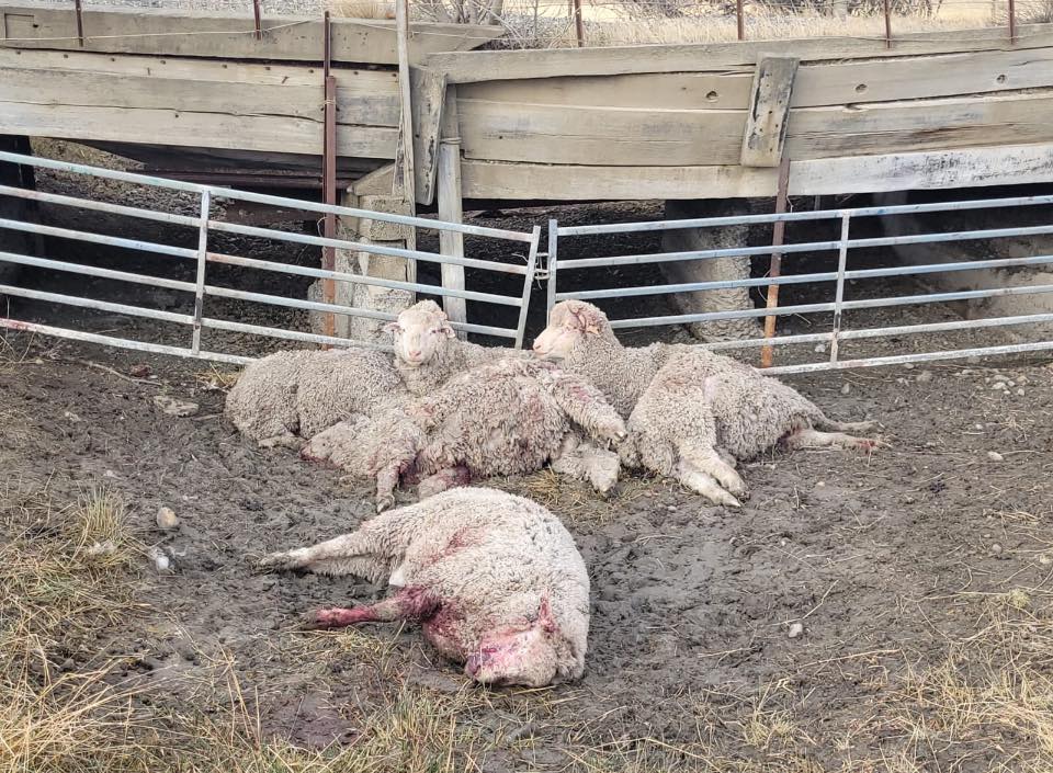 Imágenes sensibles: jauría atacó a 36 ovejas en estancia Güer Aike