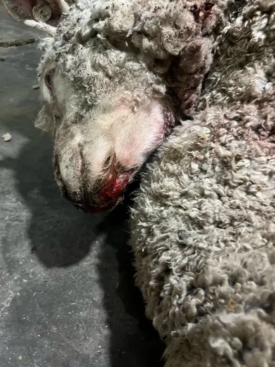 Imágenes sensibles: jauría atacó a 36 ovejas en estancia Güer Aike