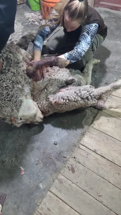 Imágenes sensibles: jauría atacó a 36 ovejas en estancia Güer Aike