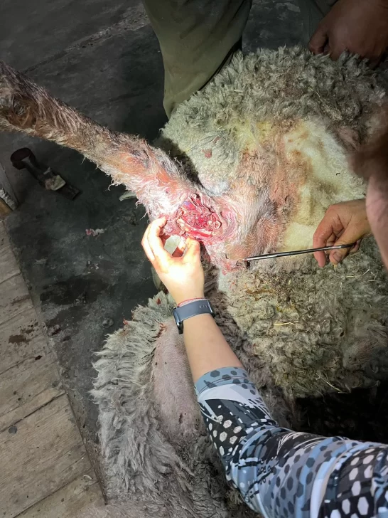 Imágenes sensibles: jauría atacó a 36 ovejas en estancia Güer Aike