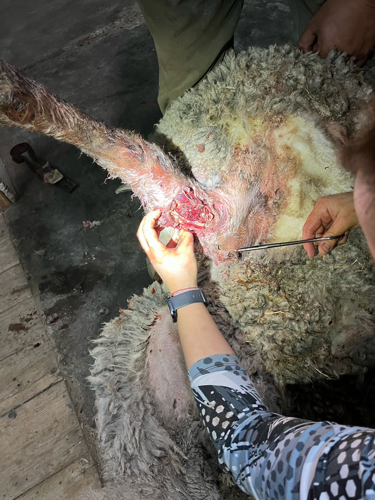 Imágenes sensibles: jauría atacó a 36 ovejas en estancia Güer Aike