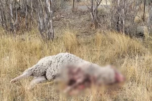 Imágenes sensibles: jauría atacó a 36 ovejas en estancia Güer Aike Imágenes sensibles: jauría atacó a 36 ovejas en estancia Güer Aike