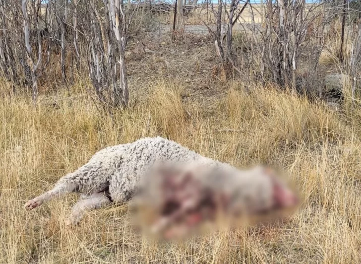 Imágenes sensibles: jauría atacó a 36 ovejas en estancia Güer Aike